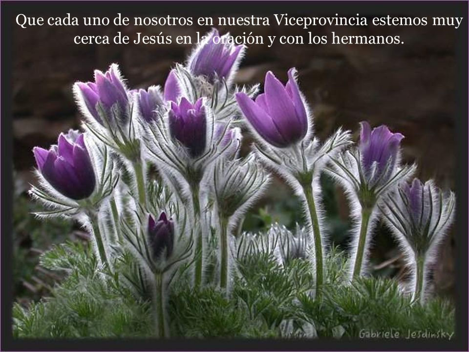 Que cada uno de nosotros en nuestra Viceprovincia estemos muy cerca de Jesús en la oración y con los hermanos.