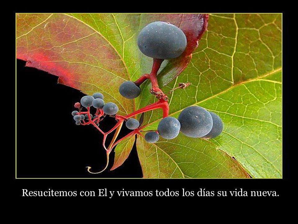 Resucitemos con El y vivamos todos los días su vida nueva.