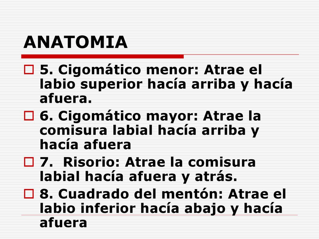 ANATOMIA 5. Cigomático menor: Atrae el labio superior hacía arriba y hacía afuera.