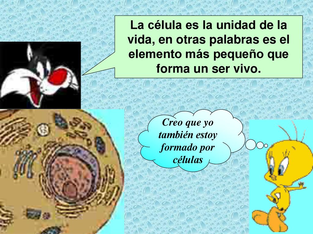 Creo que yo también estoy formado por células