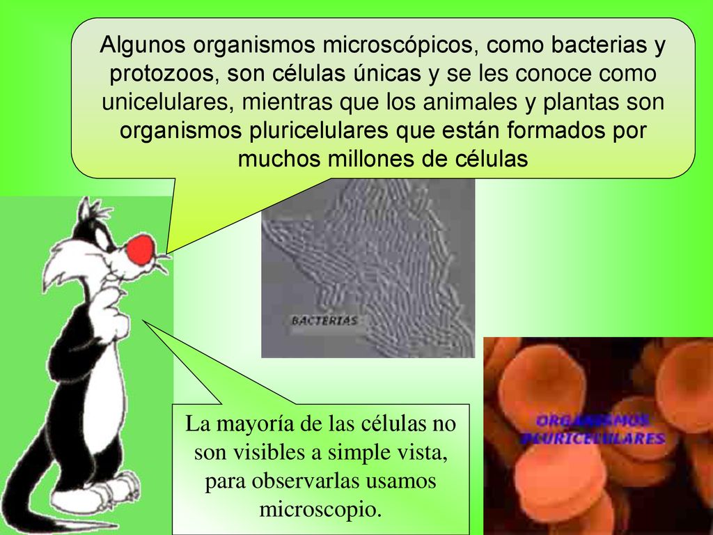 Algunos organismos microscópicos, como bacterias y protozoos, son células únicas y se les conoce como unicelulares, mientras que los animales y plantas son organismos pluricelulares que están formados por muchos millones de células