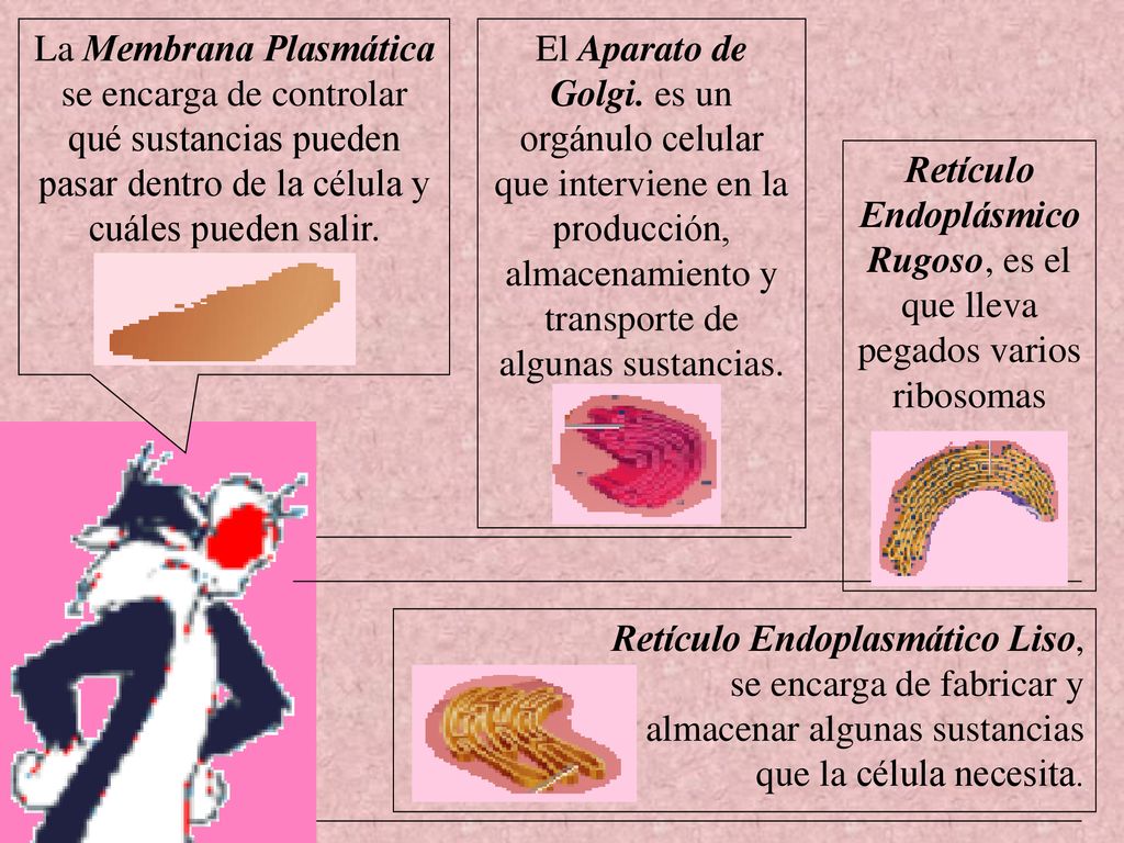 Retículo Endoplásmico Rugoso, es el que lleva pegados varios ribosomas