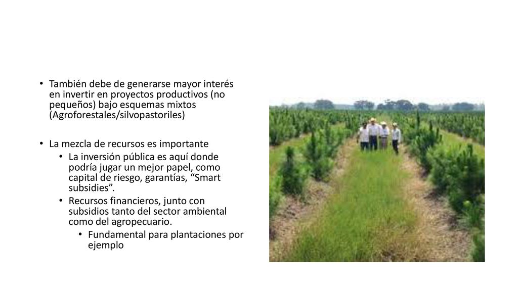 También debe de generarse mayor interés en invertir en proyectos productivos (no pequeños) bajo esquemas mixtos (Agroforestales/silvopastoriles)