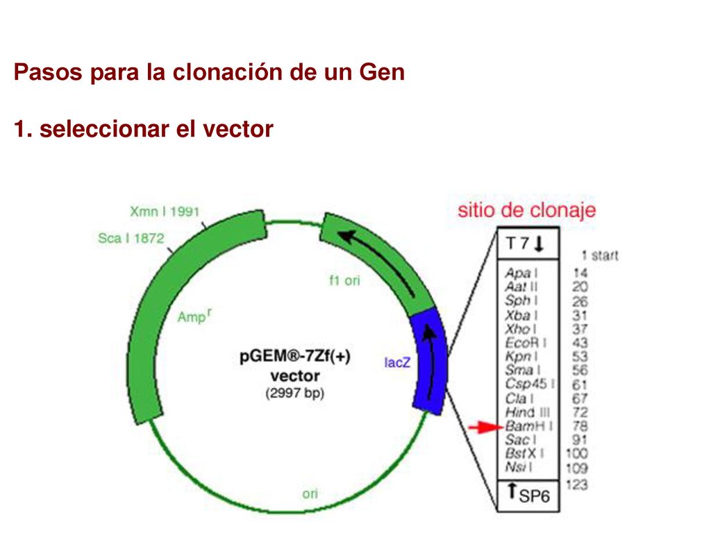 Pasos para la clonación de un Gen 1. seleccionar el vector