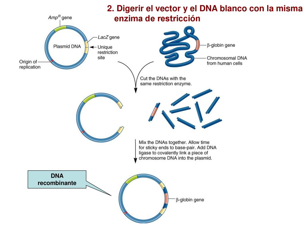 2. Digerir el vector y el DNA blanco con la misma