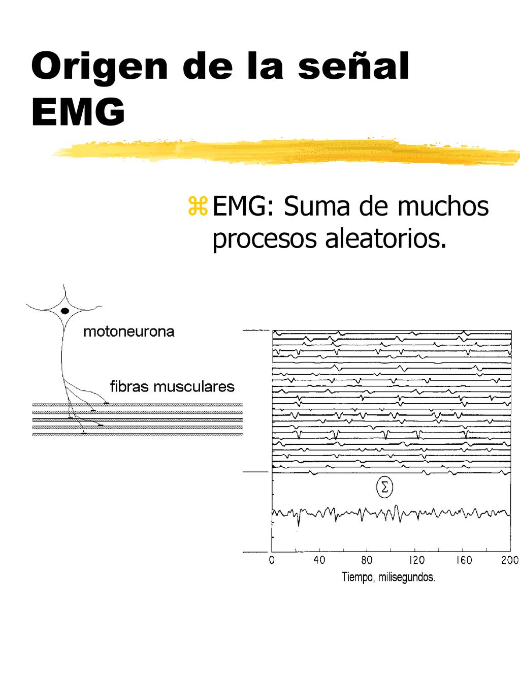 Origen de la señal EMG EMG: Suma de muchos procesos aleatorios.