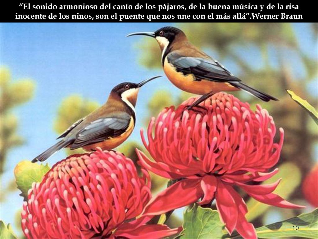El sonido armonioso del canto de los pájaros, de la buena música y de la risa inocente de los niños, son el puente que nos une con el más allá .Werner Braun
