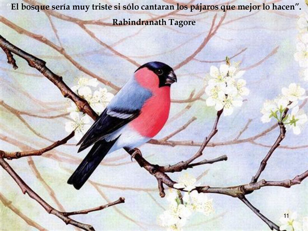 El bosque sería muy triste si sólo cantaran los pájaros que mejor lo hacen .