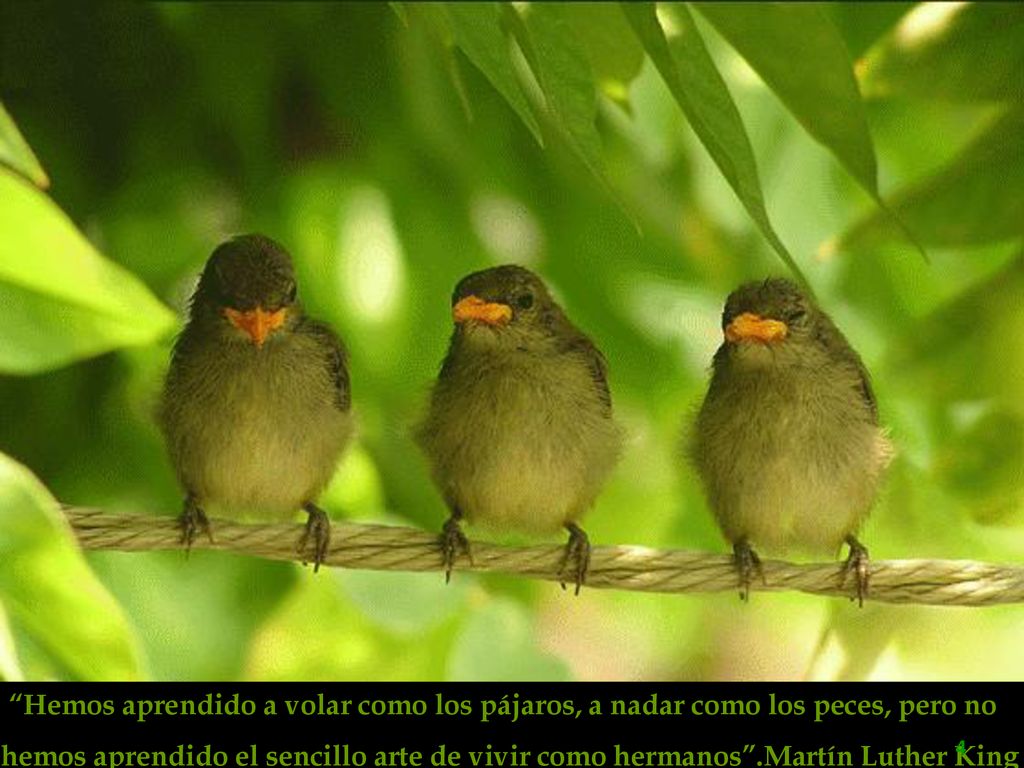 Hemos aprendido a volar como los pájaros, a nadar como los peces, pero no