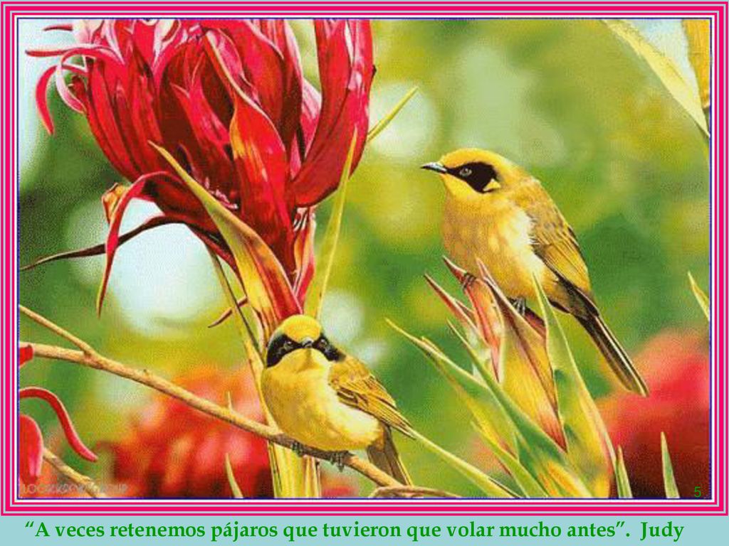 A veces retenemos pájaros que tuvieron que volar mucho antes . Judy