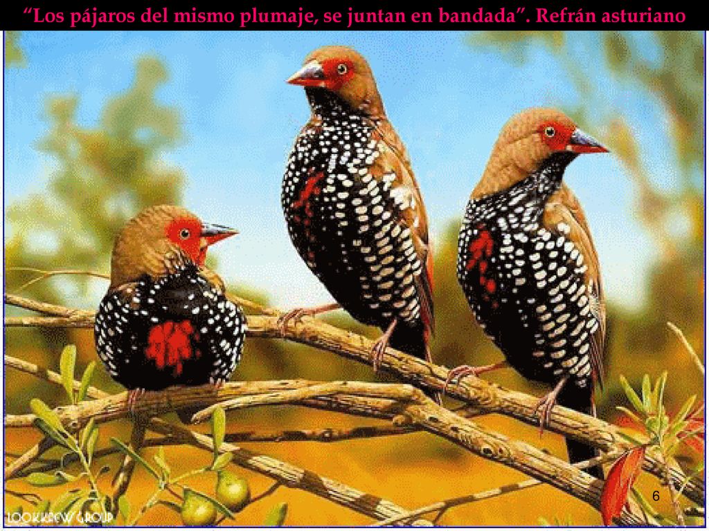 Los pájaros del mismo plumaje, se juntan en bandada . Refrán asturiano