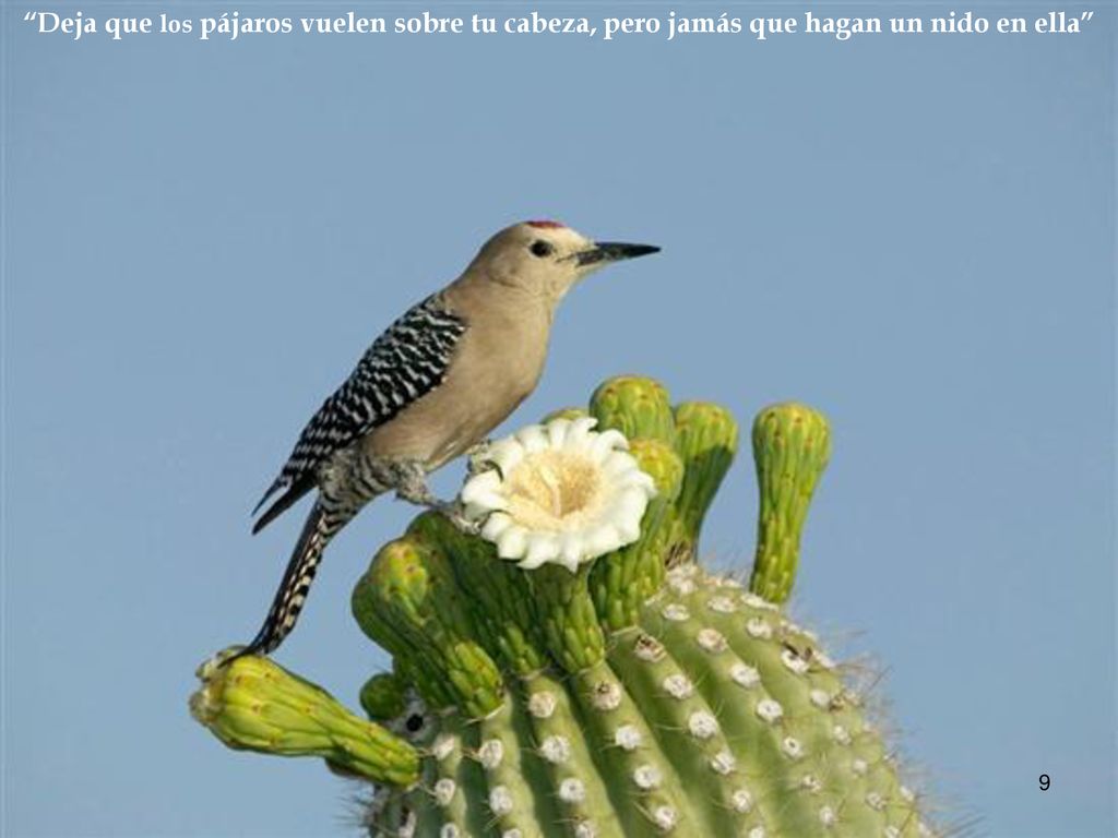 Deja que los pájaros vuelen sobre tu cabeza, pero jamás que hagan un nido en ella