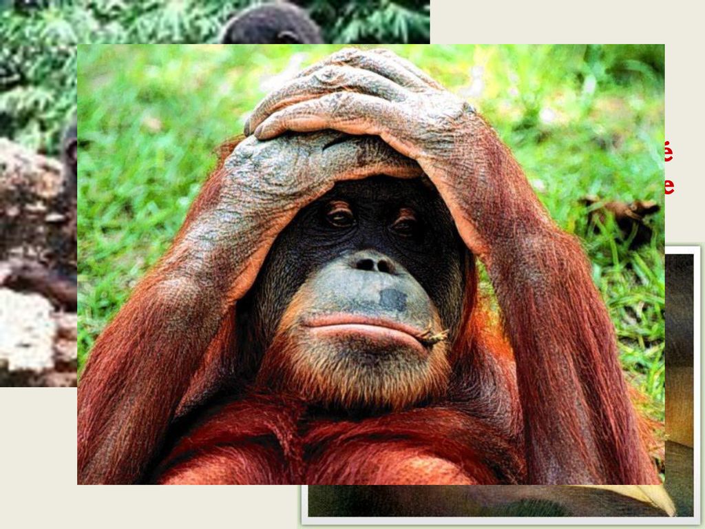 Sexualidad continua Solo en los chimpancé bonobo y en la especie