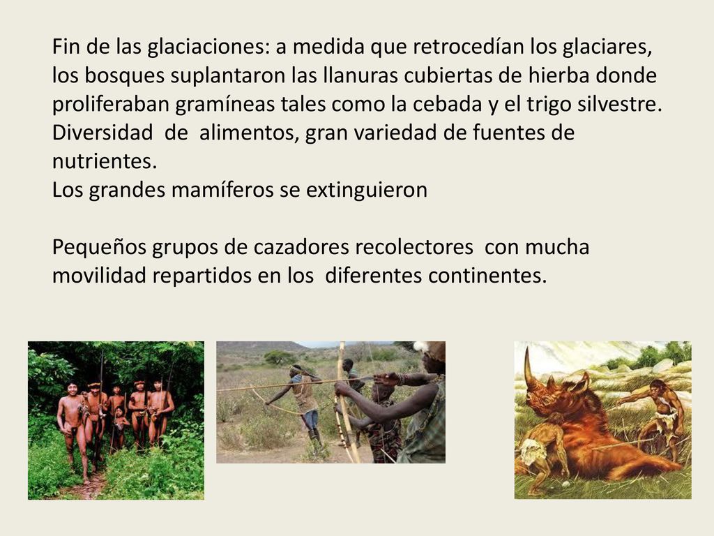 Fin de las glaciaciones: a medida que retrocedían los glaciares, los bosques suplantaron las llanuras cubiertas de hierba donde proliferaban gramíneas tales como la cebada y el trigo silvestre.