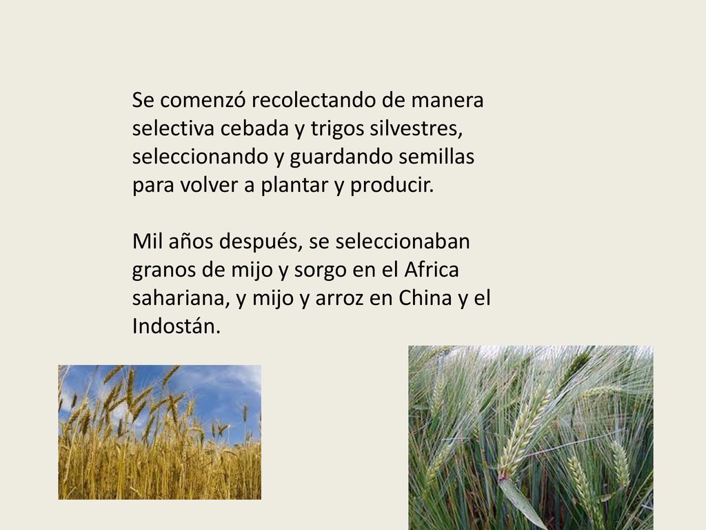 Se comenzó recolectando de manera selectiva cebada y trigos silvestres, seleccionando y guardando semillas para volver a plantar y producir.
