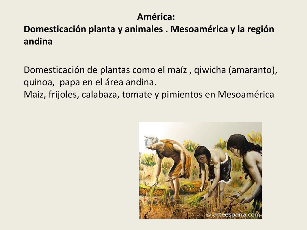 América: Domesticación planta y animales . Mesoamérica y la región andina.