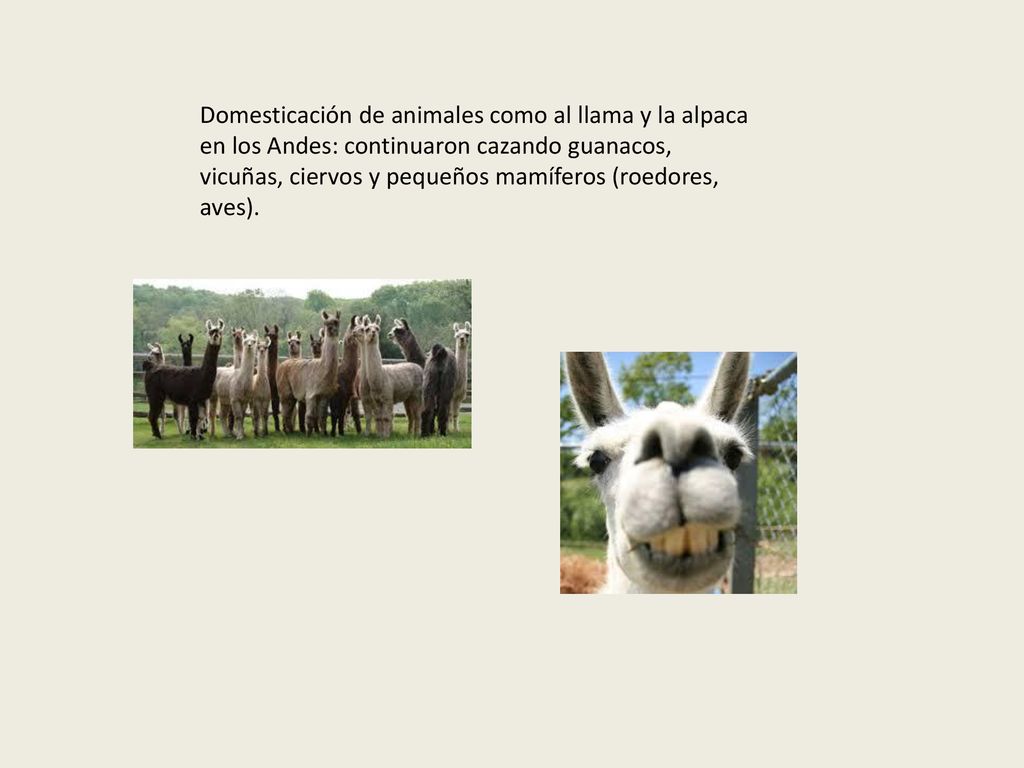 Domesticación de animales como al llama y la alpaca en los Andes: continuaron cazando guanacos, vicuñas, ciervos y pequeños mamíferos (roedores, aves).
