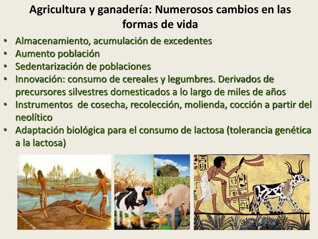Agricultura y ganadería: Numerosos cambios en las formas de vida