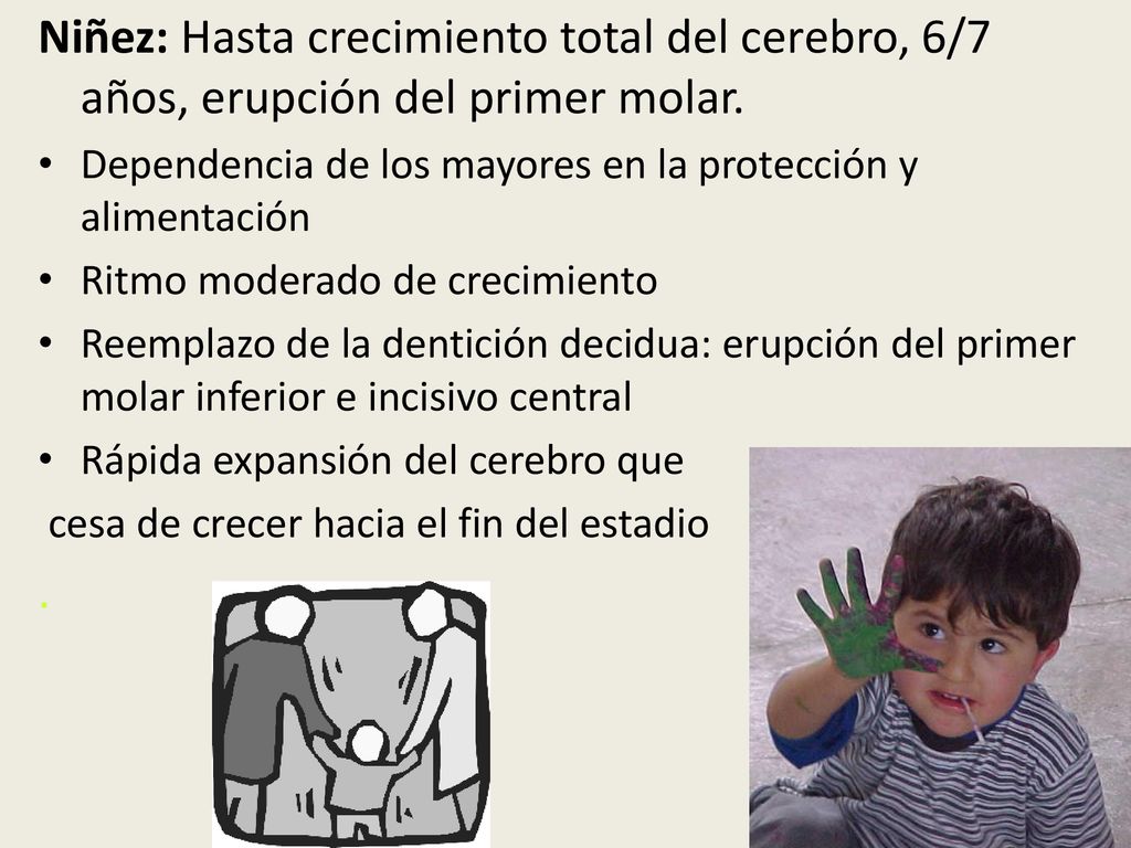 Niñez: Hasta crecimiento total del cerebro, 6/7 años, erupción del primer molar.