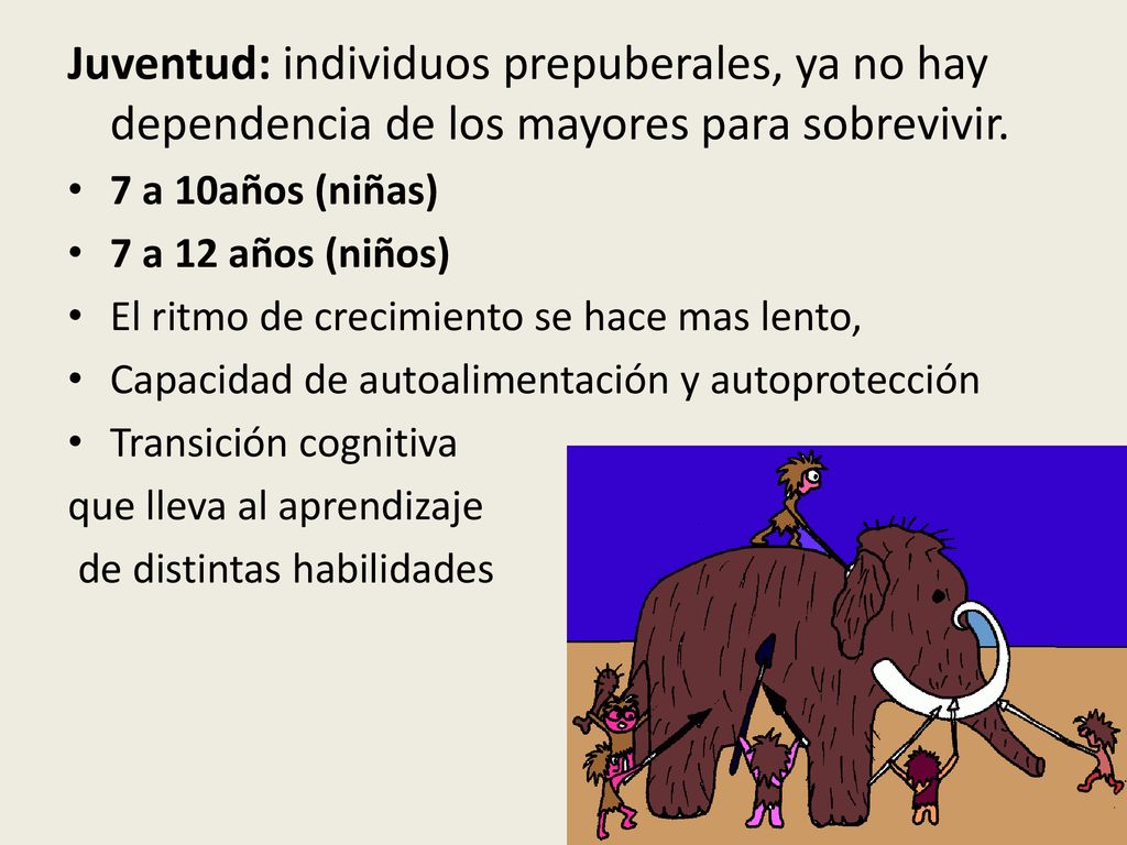 Juventud: individuos prepuberales, ya no hay dependencia de los mayores para sobrevivir.