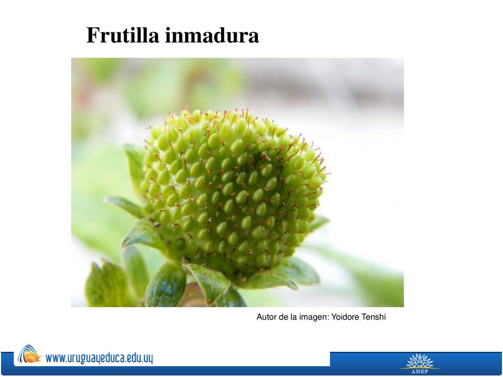 Frutilla inmadura Autor de la imagen: Yoidore Tenshi