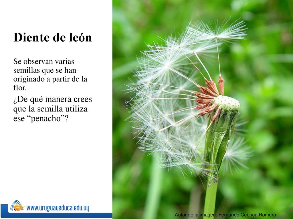 Diente de león Se observan varias semillas que se han originado a partir de la flor. ¿De qué manera crees que la semilla utiliza ese penacho