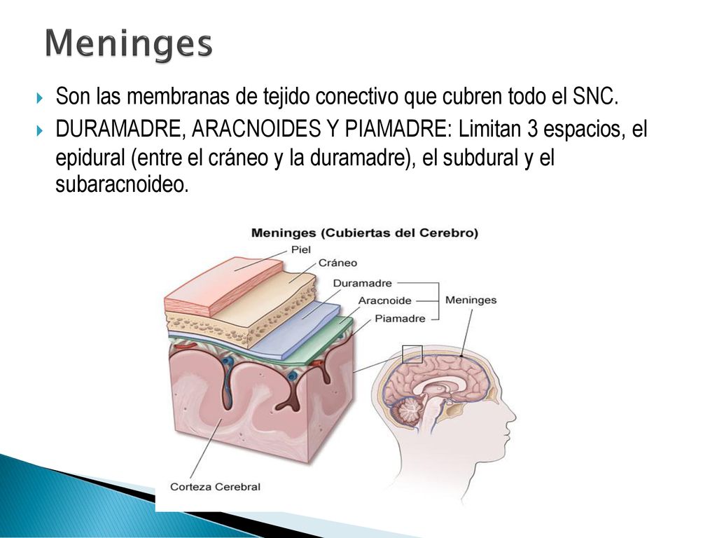 Meninges Son las membranas de tejido conectivo que cubren todo el SNC.