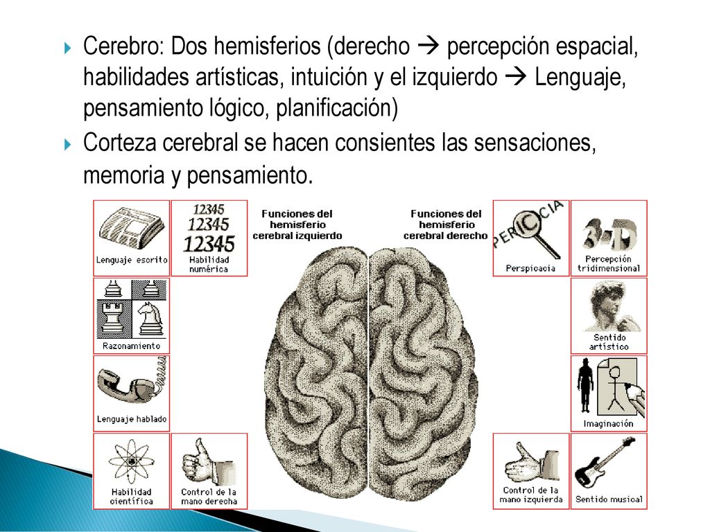 Cerebro: Dos hemisferios (derecho  percepción espacial, habilidades artísticas, intuición y el izquierdo  Lenguaje, pensamiento lógico, planificación)