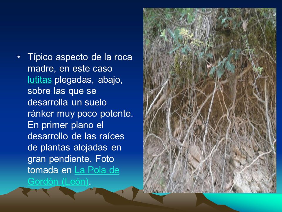 Típico aspecto de la roca madre, en este caso lutitas plegadas, abajo, sobre las que se desarrolla un suelo ránker muy poco potente.