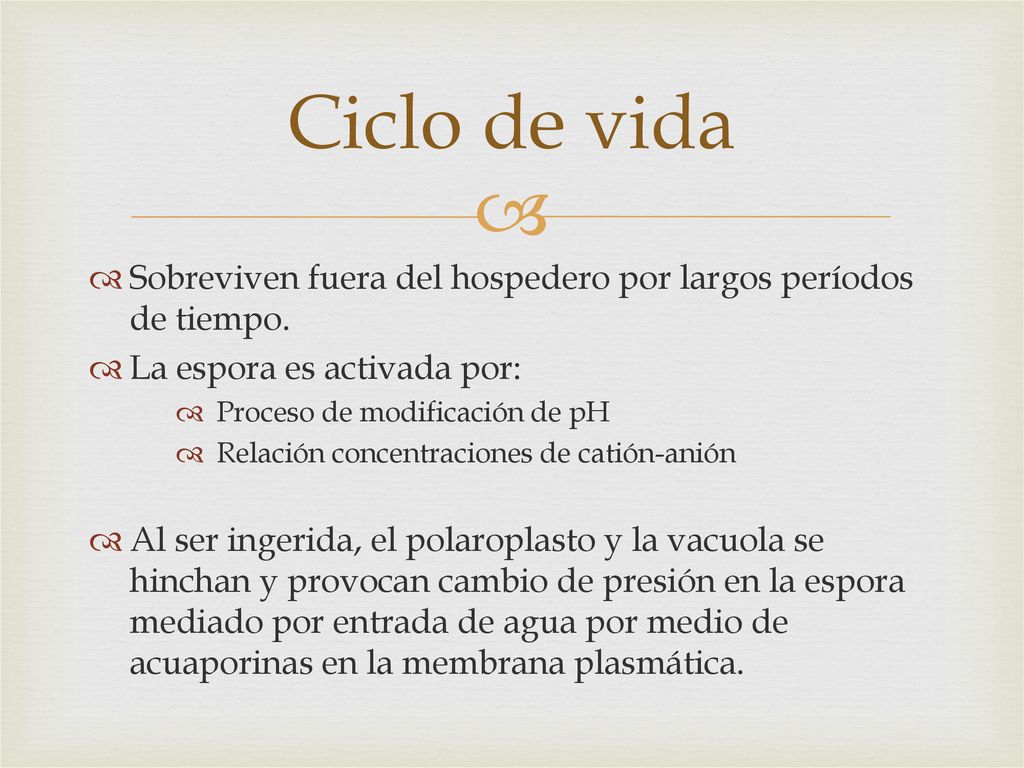 Ciclo de vida Sobreviven fuera del hospedero por largos períodos de tiempo. La espora es activada por: