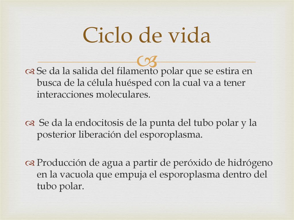 Ciclo de vida Se da la salida del filamento polar que se estira en busca de la célula huésped con la cual va a tener interacciones moleculares.
