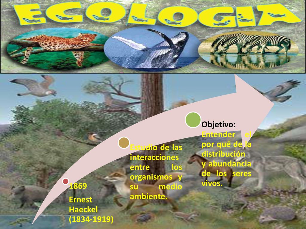1869 Ernest Haeckel ( ) Estudio de las interacciones entre los organismos y su medio ambiente.