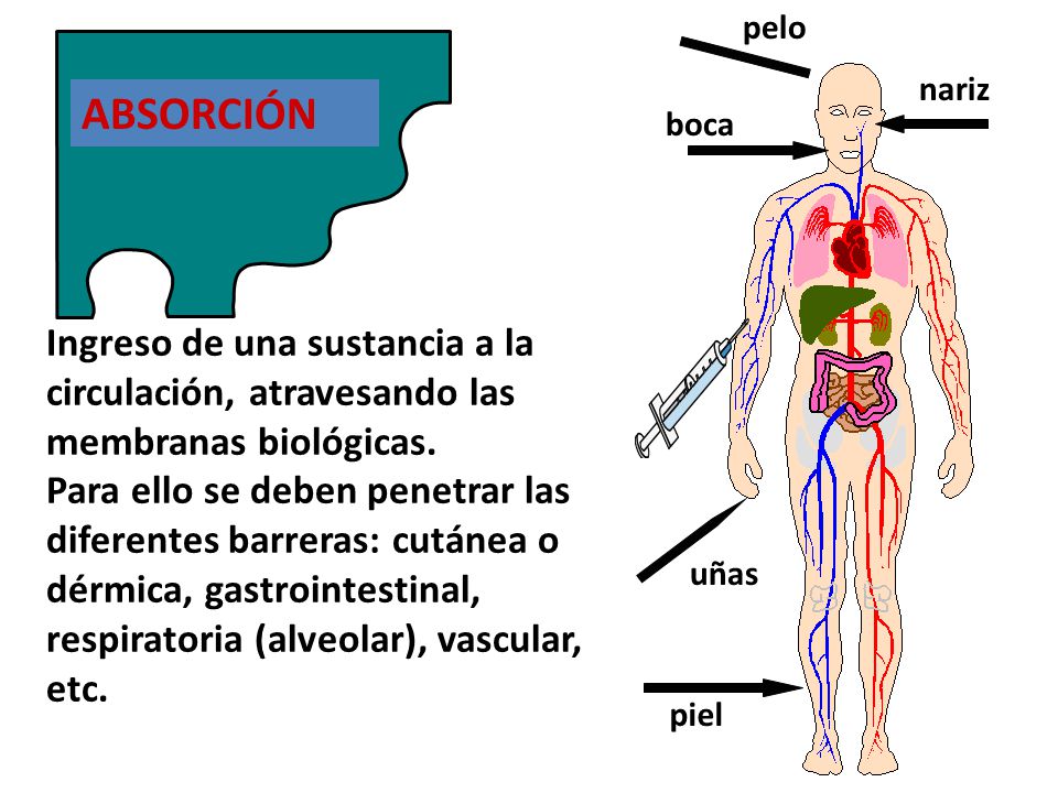 pelo nariz. ABSORCIÓN. boca. Ingreso de una sustancia a la circulación, atravesando las membranas biológicas.