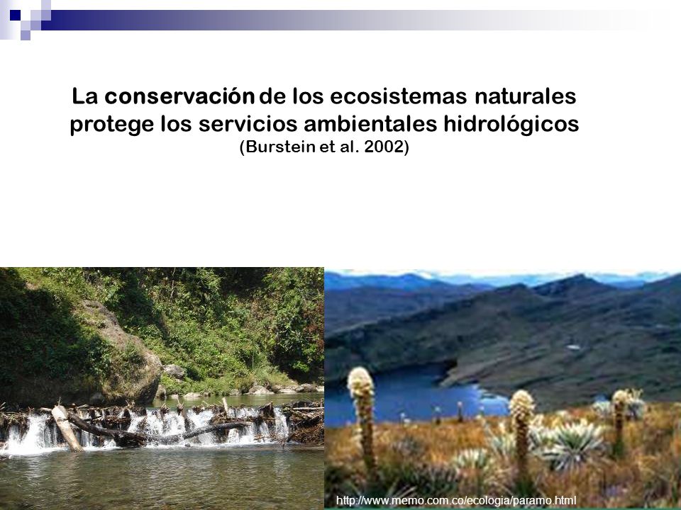 La conservación de los ecosistemas naturales protege los servicios ambientales hidrológicos (Burstein et al. 2002)