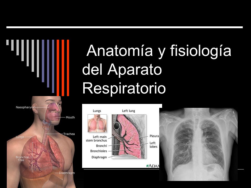 Anatomía y fisiología del Aparato Respiratorio
