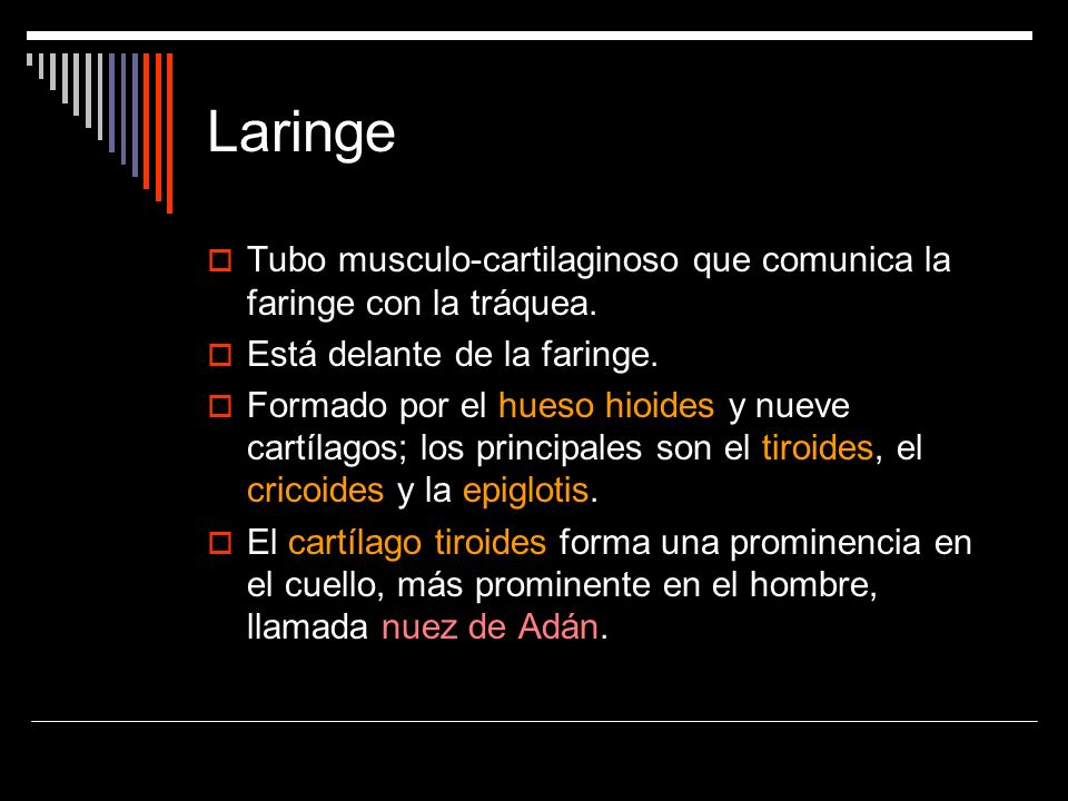 Laringe Tubo musculo-cartilaginoso que comunica la faringe con la tráquea. Está delante de la faringe.