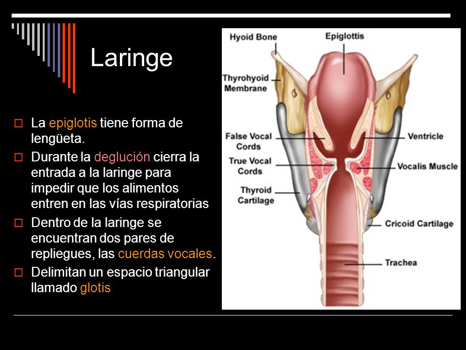 Laringe La epiglotis tiene forma de lengüeta.