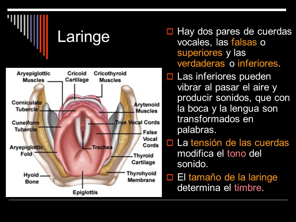 Laringe Hay dos pares de cuerdas vocales, las falsas o superiores y las verdaderas o inferiores.