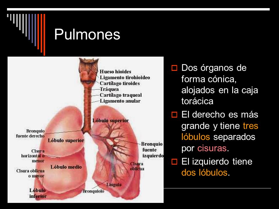 Pulmones Dos órganos de forma cónica, alojados en la caja torácica