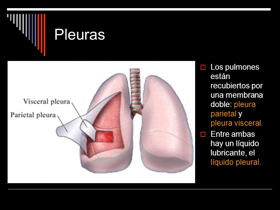 Pleuras Los pulmones están recubiertos por una membrana doble: pleura parietal y pleura visceral.