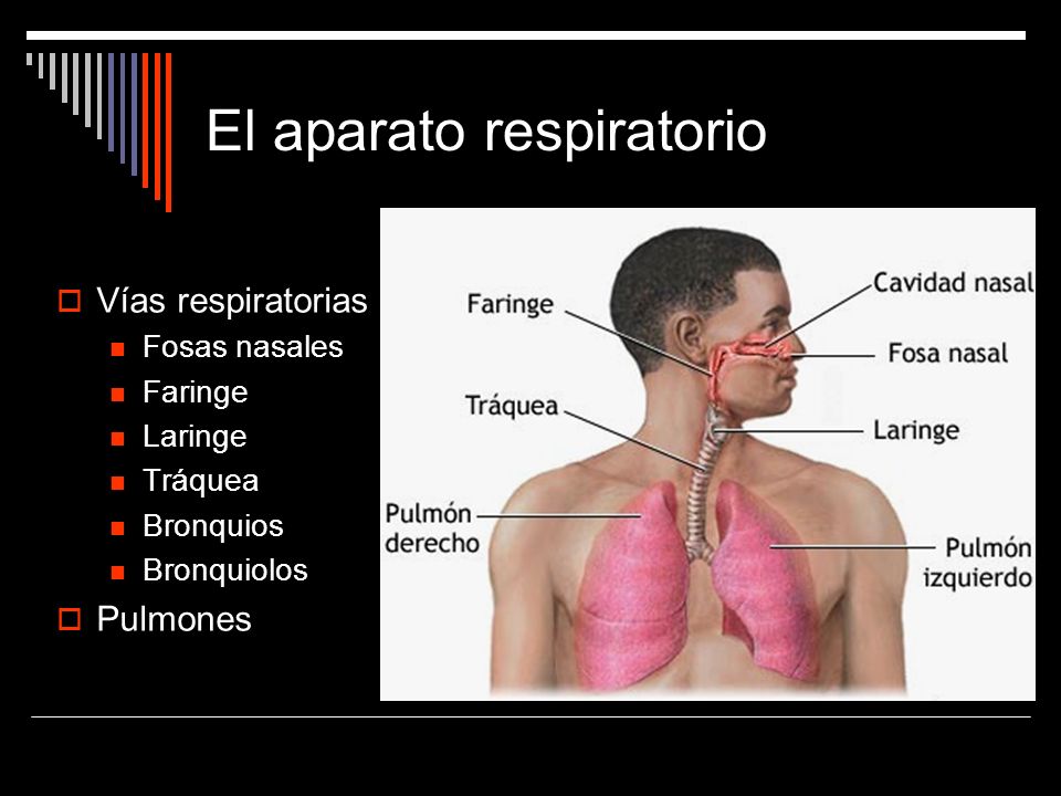 El aparato respiratorio