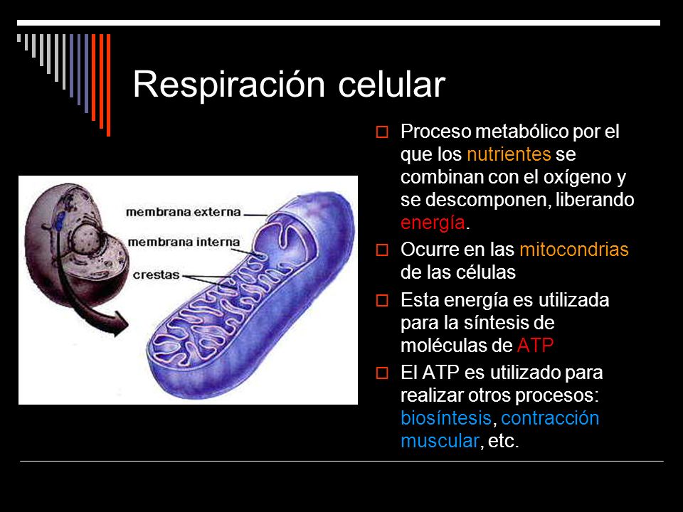 Respiración celular Proceso metabólico por el que los nutrientes se combinan con el oxígeno y se descomponen, liberando energía.