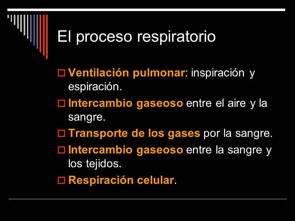 El proceso respiratorio