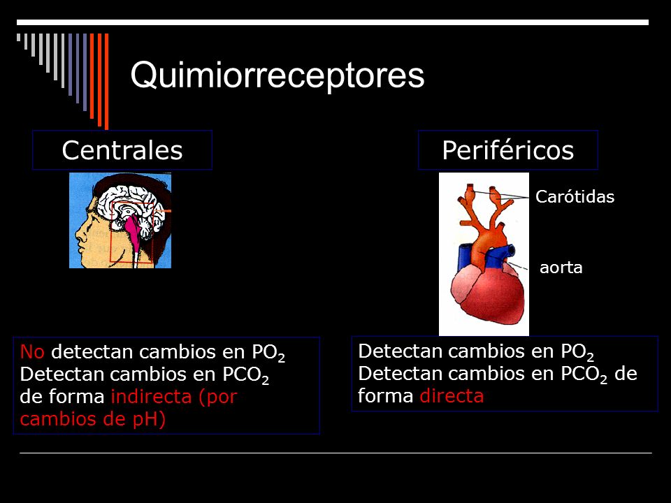 Quimiorreceptores Centrales Periféricos No detectan cambios en PO2