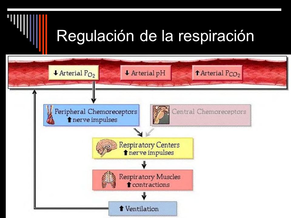 Regulación de la respiración
