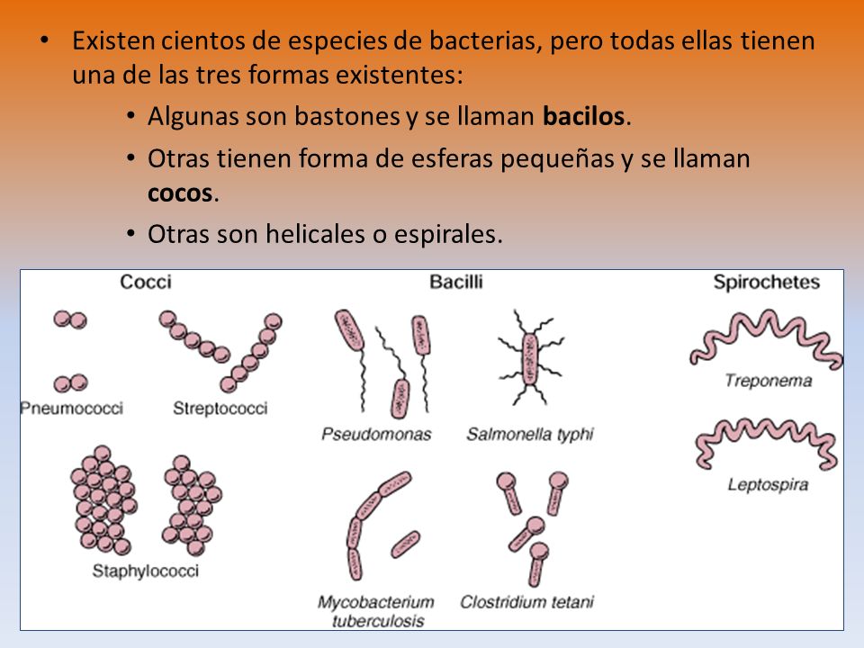 Existen cientos de especies de bacterias, pero todas ellas tienen una de las tres formas existentes: