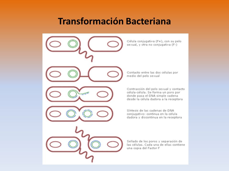 Transformación Bacteriana