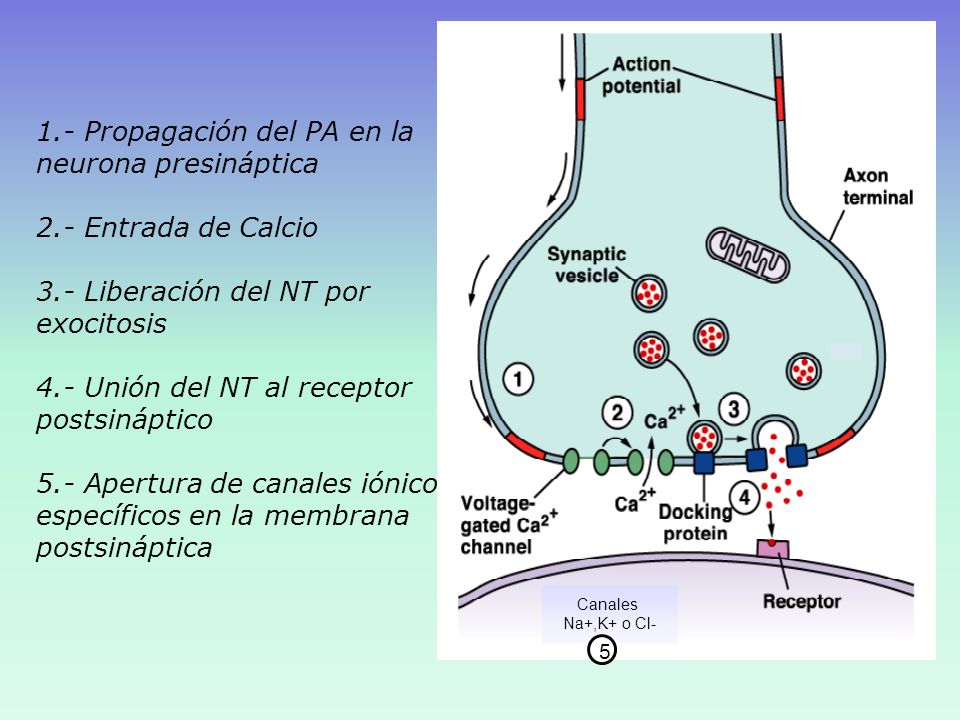 1.- Propagación del PA en la neurona presináptica