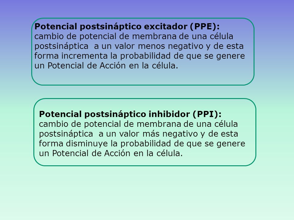Potencial postsináptico excitador (PPE):
