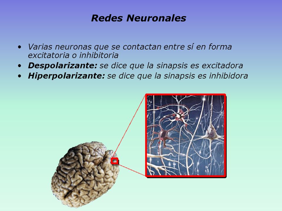 Redes Neuronales Varias neuronas que se contactan entre sí en forma excitatoria o inhibitoria. Despolarizante: se dice que la sinapsis es excitadora.